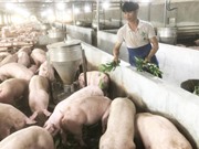 Bình Định: Chăn nuôi heo an toàn bằng thảo dược 